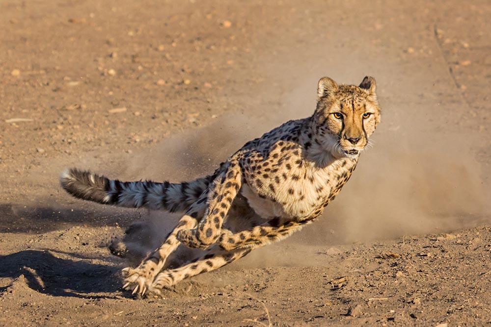 On the Wind Cheetah Run | Animal Ark Wildlife Sanctuary | Nevada Events