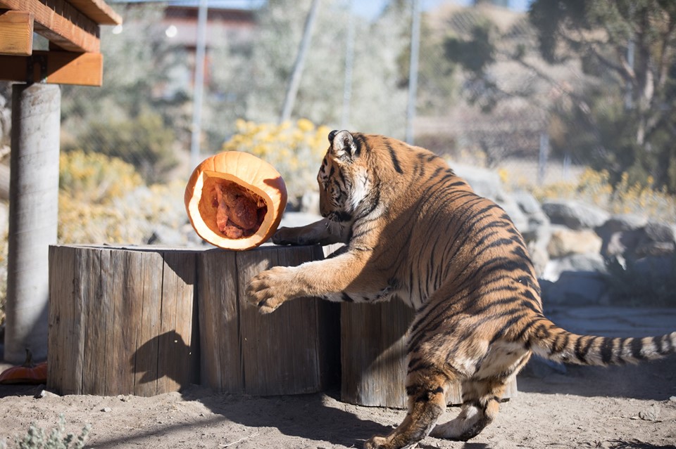 Harvest Festival | Animal Ark Wildlife Sanctuary | Nevada Events