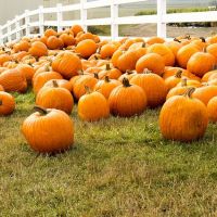 farmyard full of pumpkins