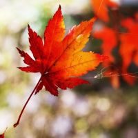 autumn maple leaf