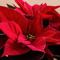 bushy poinsettia plant