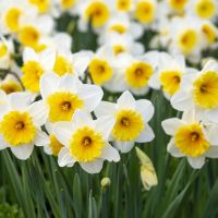 bunches of yellow and white flowers