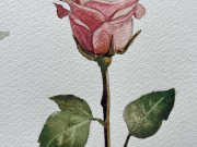 Wandering Wyld, Watercolor Series: Enchanted Botanicals