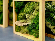 Wandering Wyld, Mini Moss Garden with MonkeyCat Studio