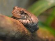 Nevada Museum of Art, Toads, Frogs and Salamander Oh My! Day Camp