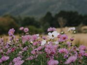 Bricks Restaurant, Mother's Day