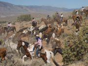 Reno Rodeo, Cattle Drive