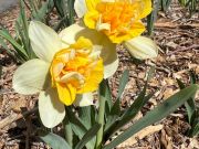 Reno-Sparks Events, Daffodils in Bloom Show