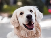 Shakespeare Animal Fund, Applause for Paws