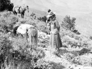 Nevada Museum of Art, Annie Montague Alexander: Fossils and Field Work