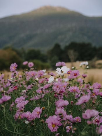 Bricks Restaurant, Mother's Day