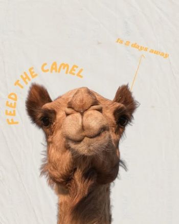 Artown, Feed the Camel