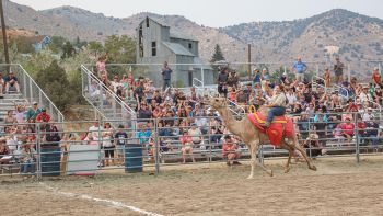 Virginia City Events, 66th International Camel & Ostrich Races