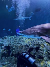 Nevada Museum of Art, SENSEational Sharks Day Camp