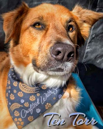 10 Torr Distilling & Brewing, Dog Bandanas