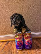 Lead Dog Brewing Co. photo