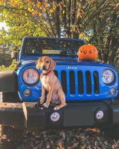 Carson Chrysler Jeep Dodge Ram photo