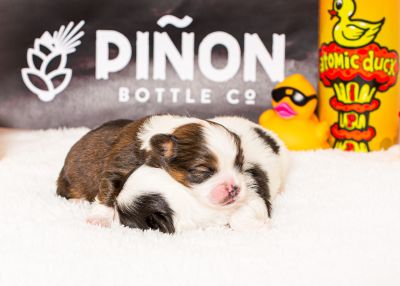 Piñon Bottle Co photo