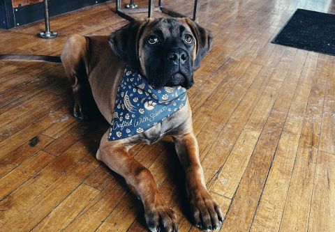 10 Torr Distilling & Brewing, Dog Friendly Patio