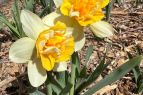Reno-Sparks Events, Daffodils in Bloom Show