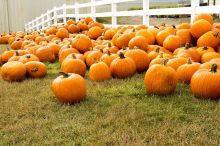 farmyard full of pumpkins
