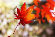 autumn maple leaf