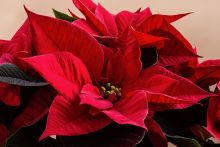 bushy poinsettia plant