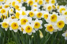 bunches of yellow and white flowers