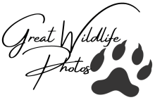 Great Wildlife Photos