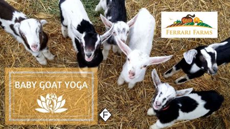 Ferrari Farms Pumpkin Patch, Ferrari Farms Baby Goat Yoga