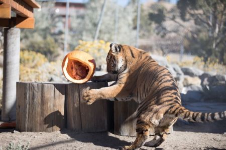 Animal Ark Wildlife Sanctuary, Harvest Festival