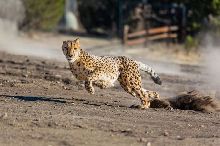 Animal Ark Wildlife Sanctuary, Last Chance Cheetah Dash