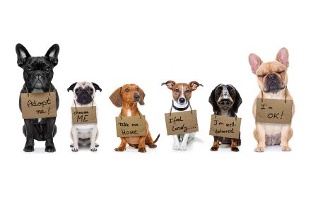 Natural Paws, Mutts in May MEGA Pet Adoption