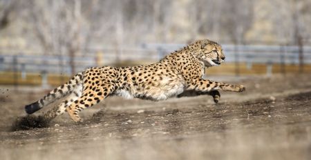 Animal Ark Wildlife Sanctuary, Animal Ark Cheetah 500 race