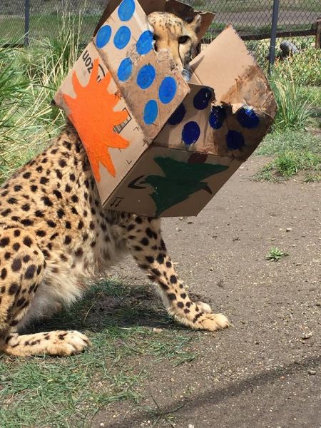 Animal Ark Wildlife Sanctuary, Animal Ark Pinatas & Predators 5-5-18