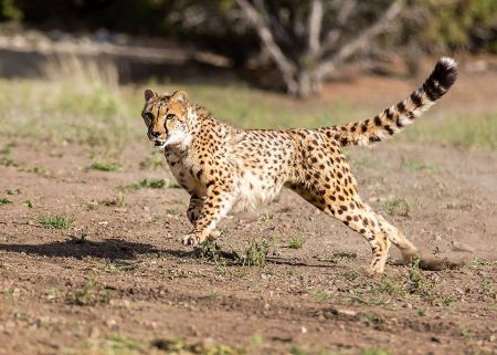 Animal Ark Wildlife Sanctuary, The Animal Ark Last Chance Cheetah Dash