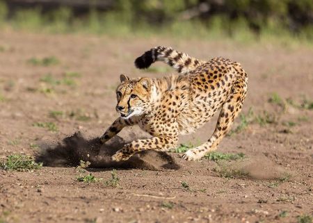 Animal Ark Wildlife Sanctuary, Animal Ark On The Wind Cheetah Run