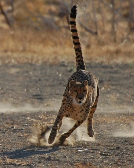 Animal Ark Wildlife Sanctuary, Animal Ark All American Cheetah Dash