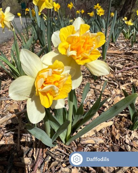 Reno-Sparks Events, Daffodils in Bloom Show
