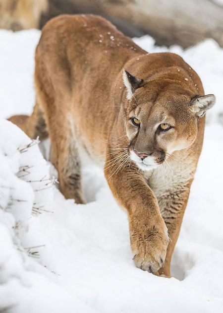 Animal Ark Wildlife Sanctuary, Animal Ark Wild Winter Weekends