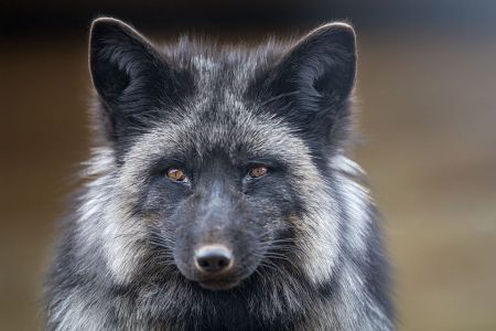 Animal Ark Wildlife Sanctuary, Animal Ark Opens 3-14-2020 for the season