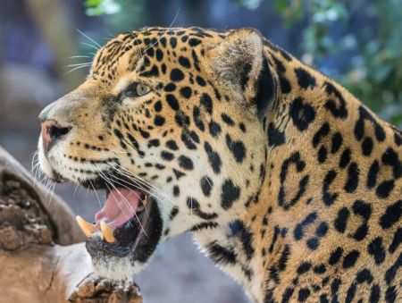 Animal Ark Wildlife Sanctuary, Piñatas & Predators