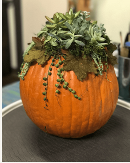 Succulents & Wine, Fall Pumpkin Planter Class