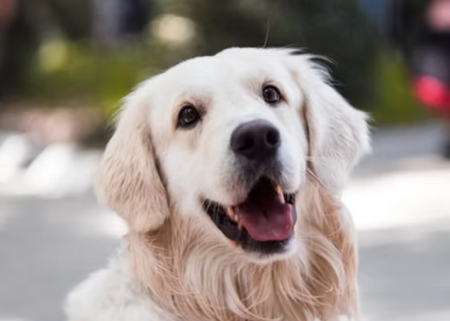 Shakespeare Animal Fund, Applause for Paws