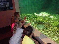 Nevada Museum of Art, Sea Turtle Hatchlings Day Camp