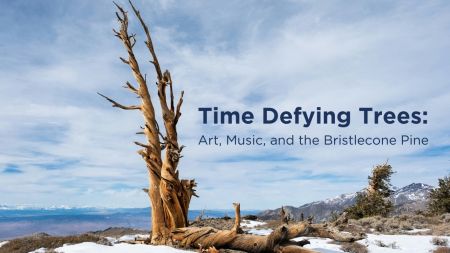 Nevada Museum of Art, Time Defying Trees: Art, Music and the Bristlecone Pine