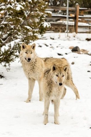 Animal Ark Wildlife Sanctuary, Animal Ark Wild Winter Weekend Feb 2019