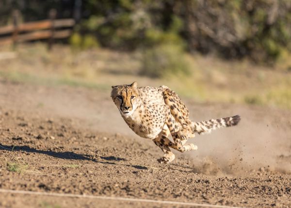 Cheetah 500 | Animal Ark Wildlife Sanctuary | Nevada Events