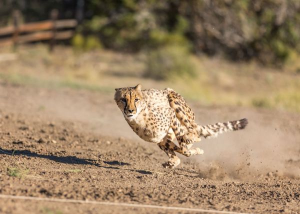 Cheetah 500 | Animal Ark Wildlife Sanctuary | Nevada Events Cheetah 500 | Animal Ark Wildlife Sanctuary | Nevada Events