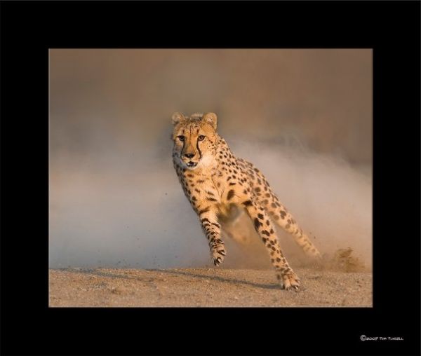 Animal Ark Cheetah Dash | Animal Ark Wildlife Sanctuary | Nevada Events
